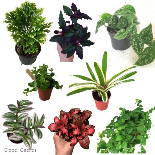 Dart Frog Enclosure Plant Bundle Large LPDFBl GlobalGeckos.co.uk